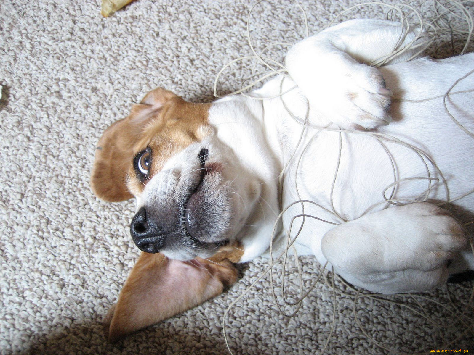 , , dog